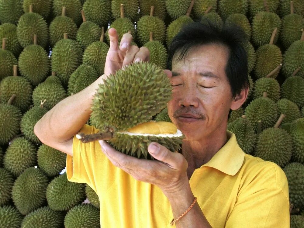 Вонючий фрукт в тайланде. Дуриан в Тайланде. Король фруктов дуриан. Фрукт Тайланда дуриан. Дуриан цибетиновый.
