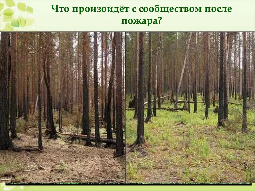 Что будет когда бросишь курить. Бросить курить чточто происходит. Изменения в организме после отказа от курения. Сукцессия после пожара в лесу. Через месяц после отказа от алкоголя.