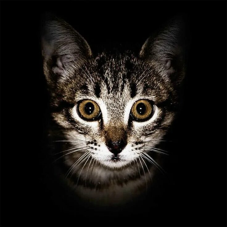 Кот квадратный какая. Квадратный кот. Кот в квадрате. Морда котенка. Квадратная кошка.