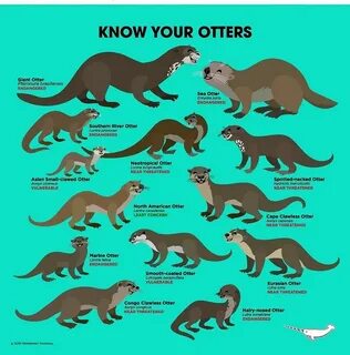 Otter перевод на русский