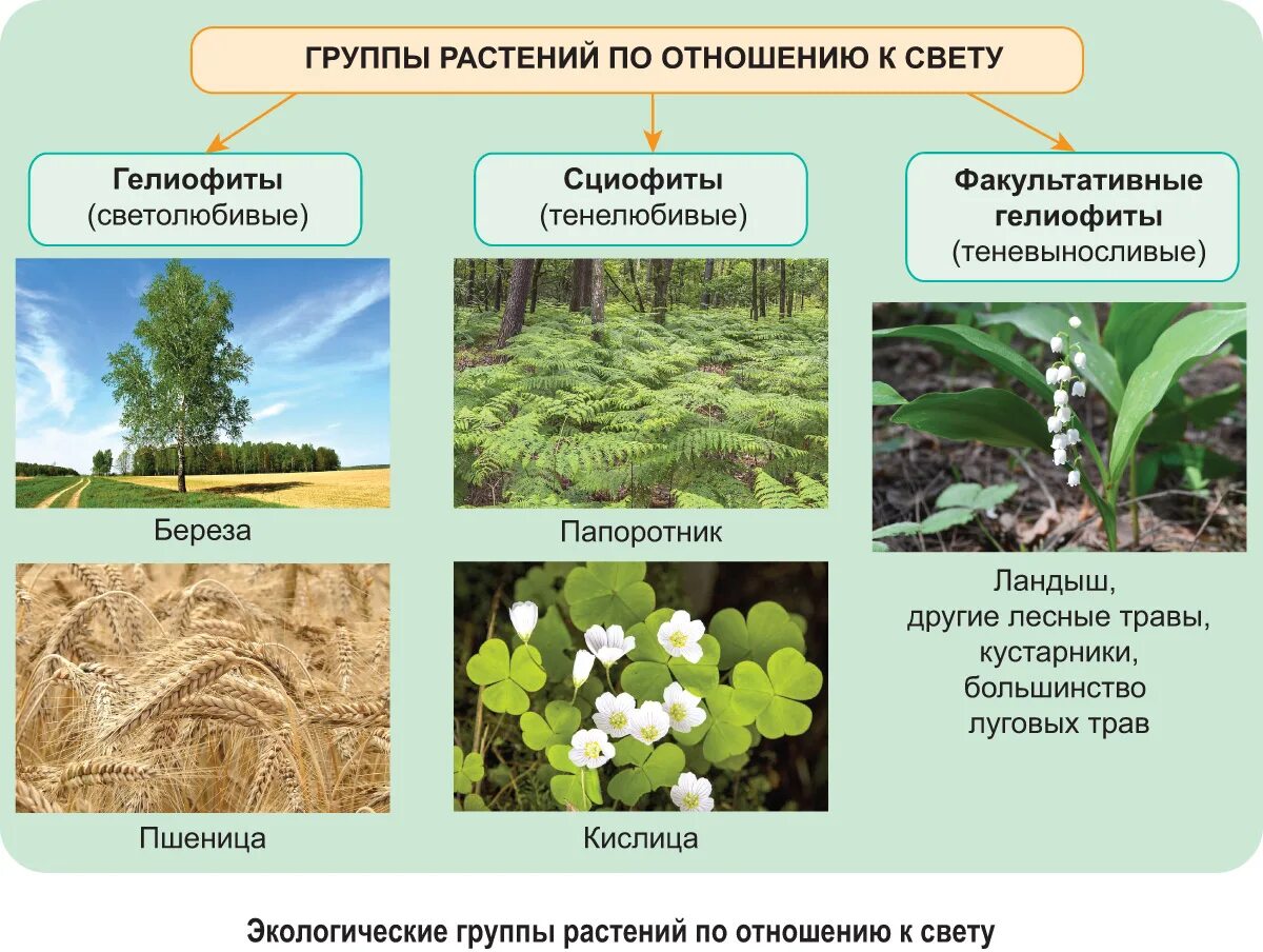 Природная группа. Светолюбивые (гелиофиты). Сциофиты тенелюбивые растения. Факультативные гелиофиты (теневыносливые). Гелиофиты адаптации.