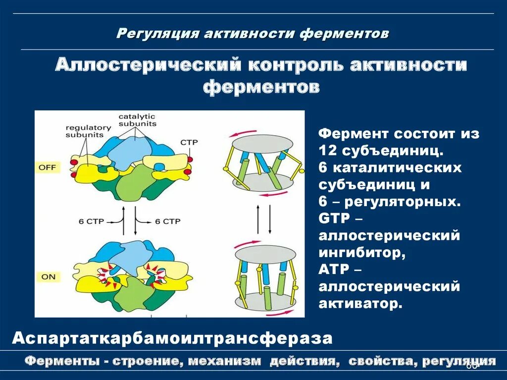 Пути регуляции активности фермента. Структура фермента, регуляция активности ферментов.. Перечислите механизмы регуляция активности ферментов.. Регуляция активности ферментов ингибирование. Аллостерическая регуляция каталитической активности ферментов.