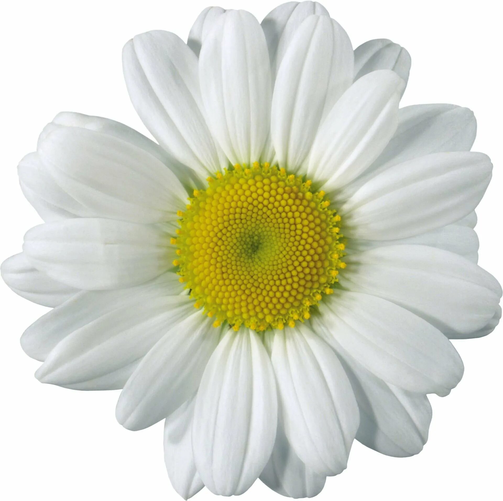 Ромашка на белом фоне. Ромашка без фона. Ромашки на прозрачном фоне для фотошопа. Клипарт ромашки на прозрачном фоне. Цветочки на белом фоне.