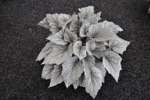 Begonia Rex Shadow King ®.