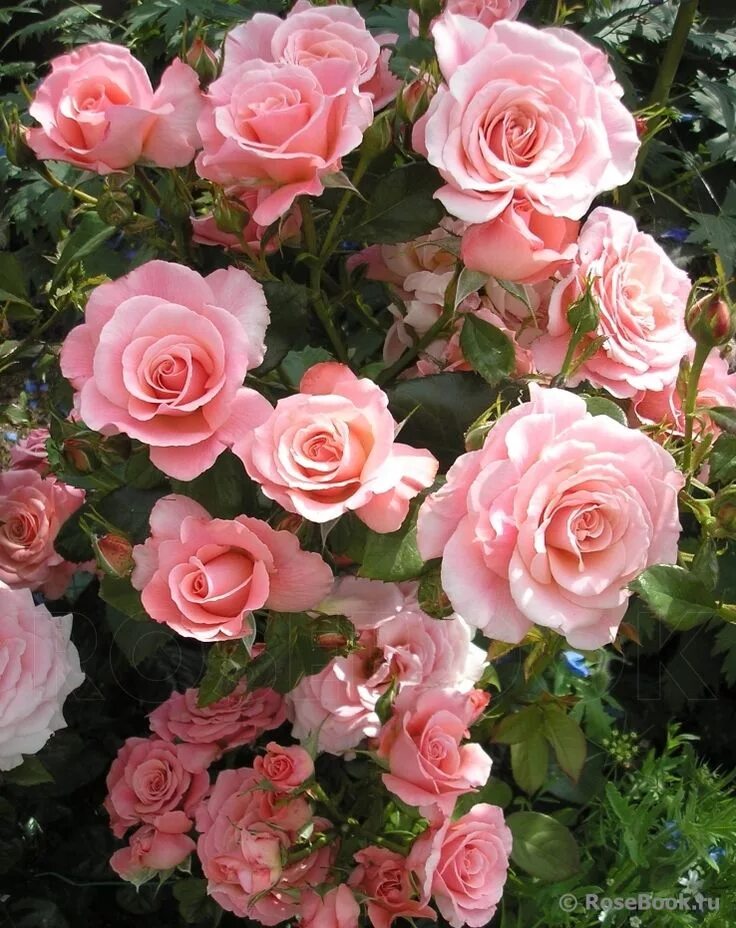 Tickled pink. Tickled pink. Tickled pink. To be tickled pink. Розы лососево розовые флорибунда.