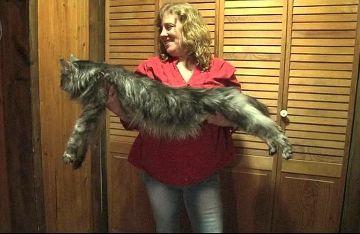 Книга рекордов котов. Самый длинный Мейн кун Стьюи. Самый большой кот в мире рекорд Гиннесса. Самая длинная кошка. Самая длинная кошка в мире.