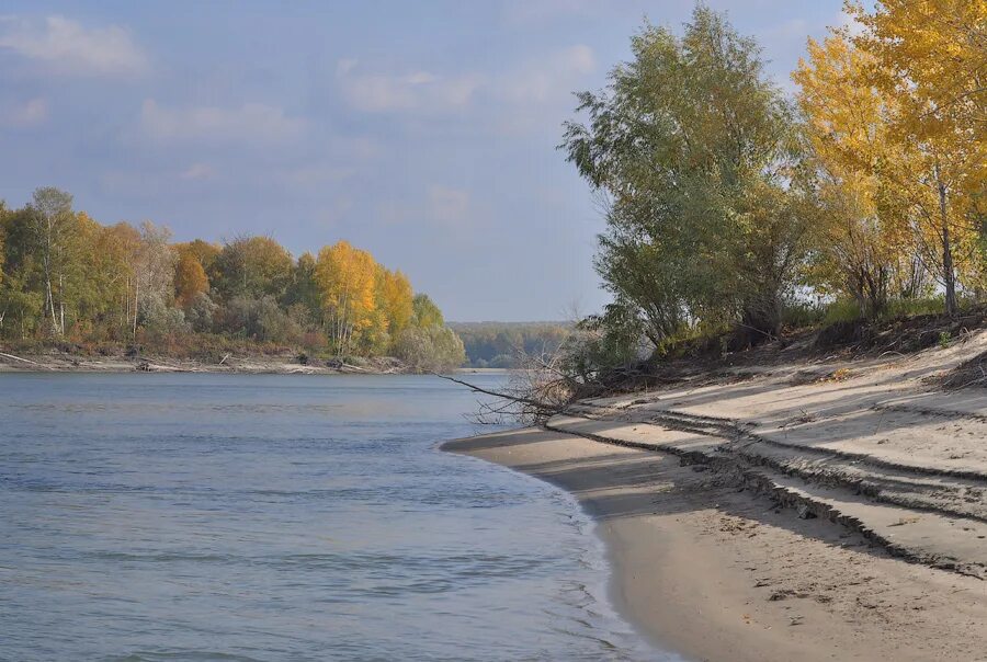 Река Обь осенью. Новосибирск осень река Обь. Золотая осень река Обь. Река Обь в Алтайском крае.