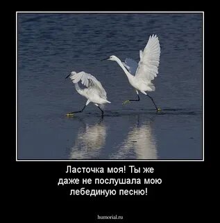 Любимая ласточка