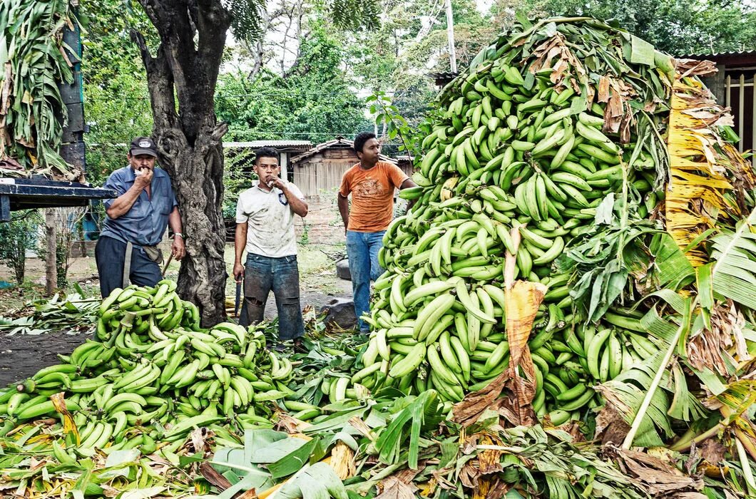 Бананы растут в россии. Банановые плантации в Эквадоре. Эквадор бананы плантации. Никарагуа сельское хозяйство. Плантации бананов в Эквадоре.
