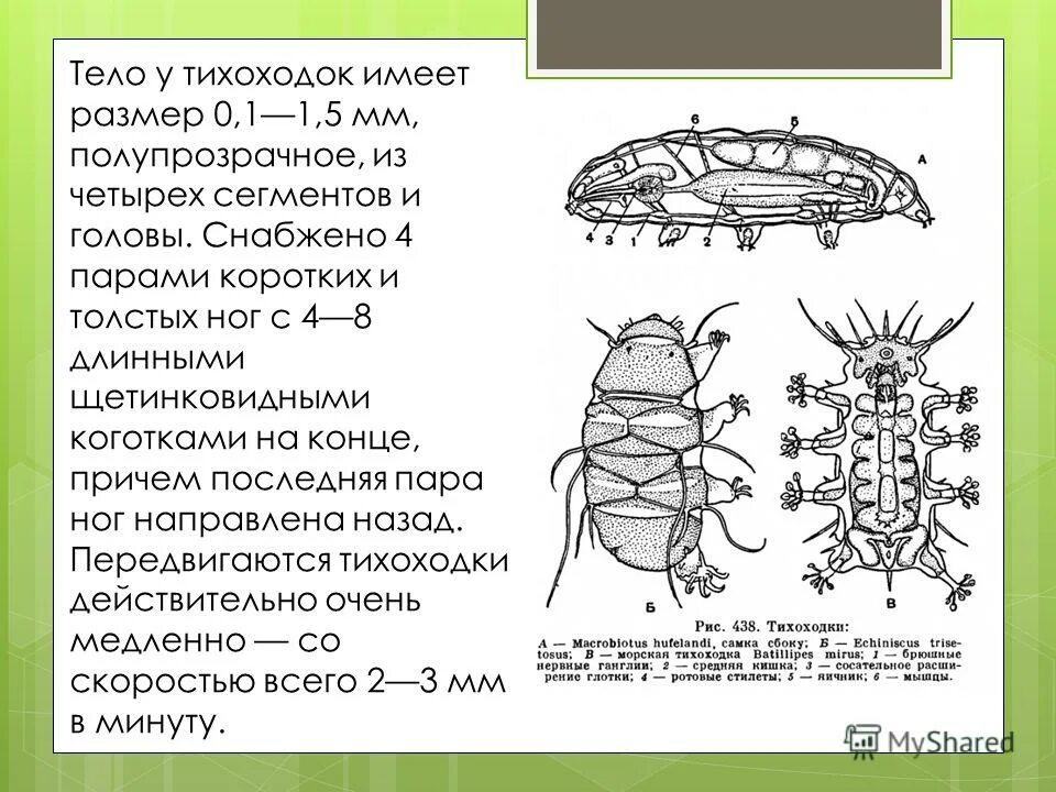 Водяной медведь тихоходка. Тихоходка размер. Тихоходка в анабиозе. Тихоходка размер. Бактерия тихоходка.