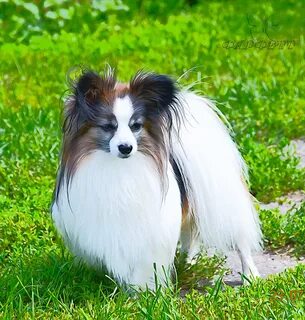 De papillon