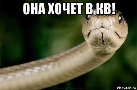 Теперь без сил а ты змея