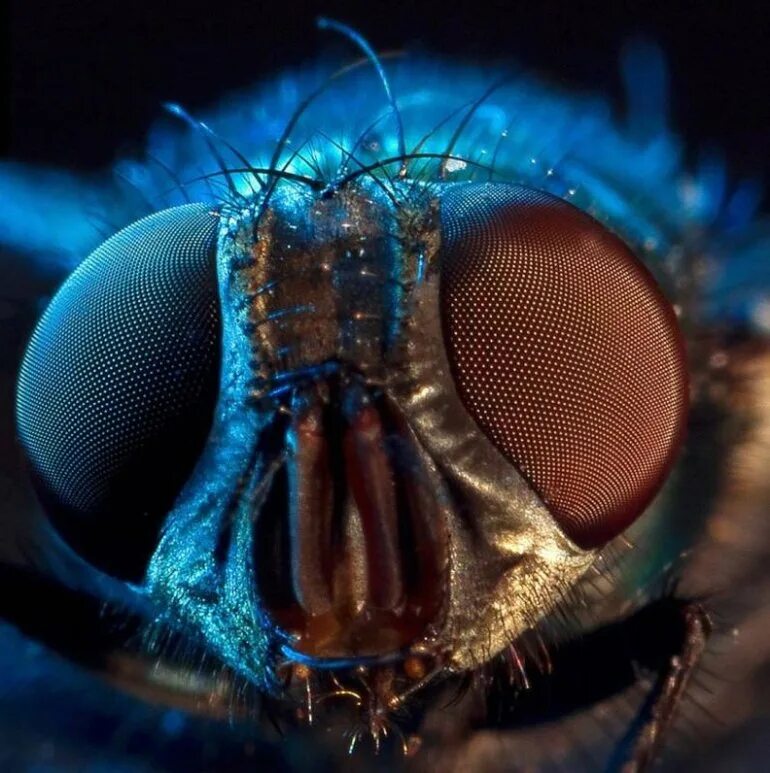 Мошка под микроскопом фото. Макросъемка насекомых. Мошка Макросъемка. Зубы мошки под микроскопом. Рот мошки под микроскопом.