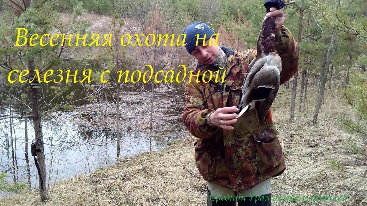 Охота с подсадной уткой видео. Охота на селезня с подсадной. Весенняя охота на утку с подсадной. Весенняя охота с подсадной уткой на селезня. Охота с подсадной уткой.