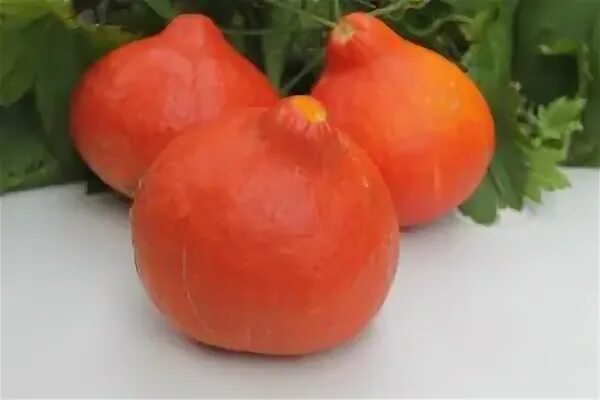 Тыква хоккайдо семена. Тыква оранжевый хоккайдо. Тыква сорт хоккайдо. Тыква учики кури f1. Тыква ишики кури хоккайдо f1.