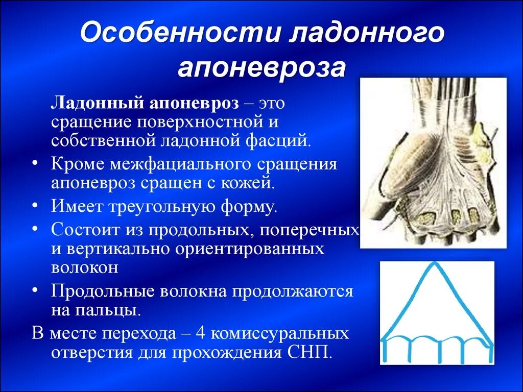 К ладонному апоневрозу прикрепляется мышца