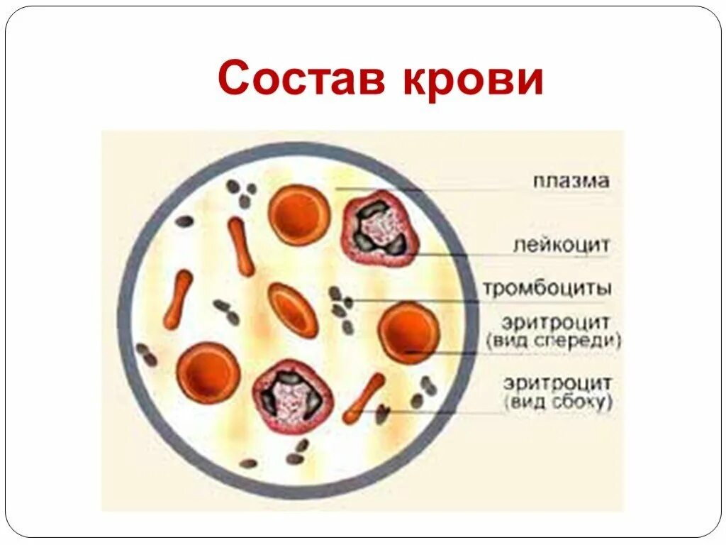 Элементы составляющие кровь. Кровь эритроциты лейкоциты тромбоциты. Строение клетки крови человека. Схема строения состава крови. Кровяные клетки эритроциты лейкоциты тромбоциты схема.
