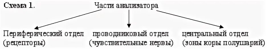 Периферический проводниковый центральный отделы анализаторов