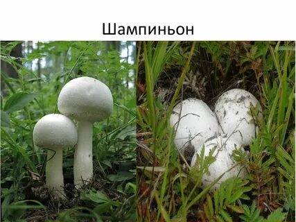 Ядовитые грибы похожие