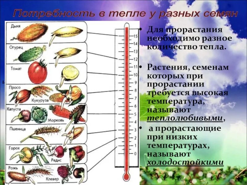 Условия развития семян. Биология 6 кл прорастание семян. Семена различных растений. Условия прорастания растений. Условия прорастания семян разных растений.