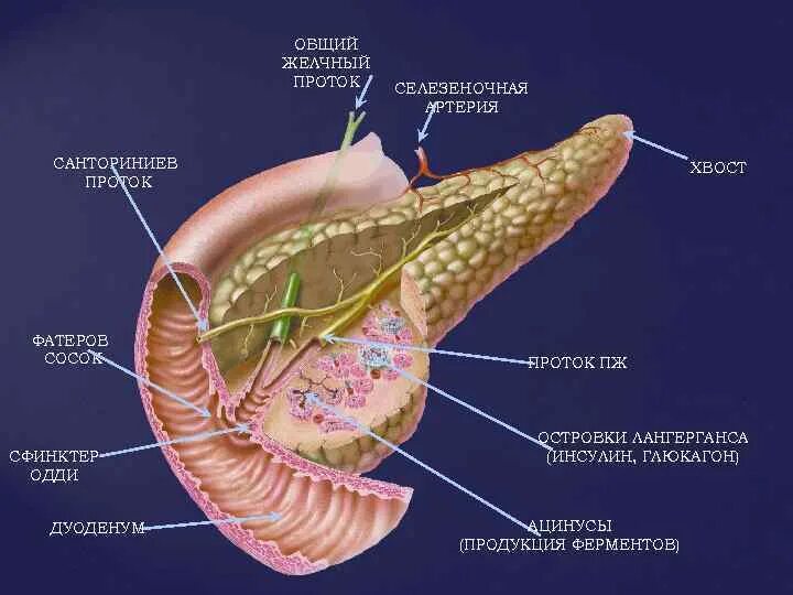 Вирсунгов проток это. Санториниев проток поджелудочной железы. Анатомия печеночных протоков. Желчно пузырный проток.