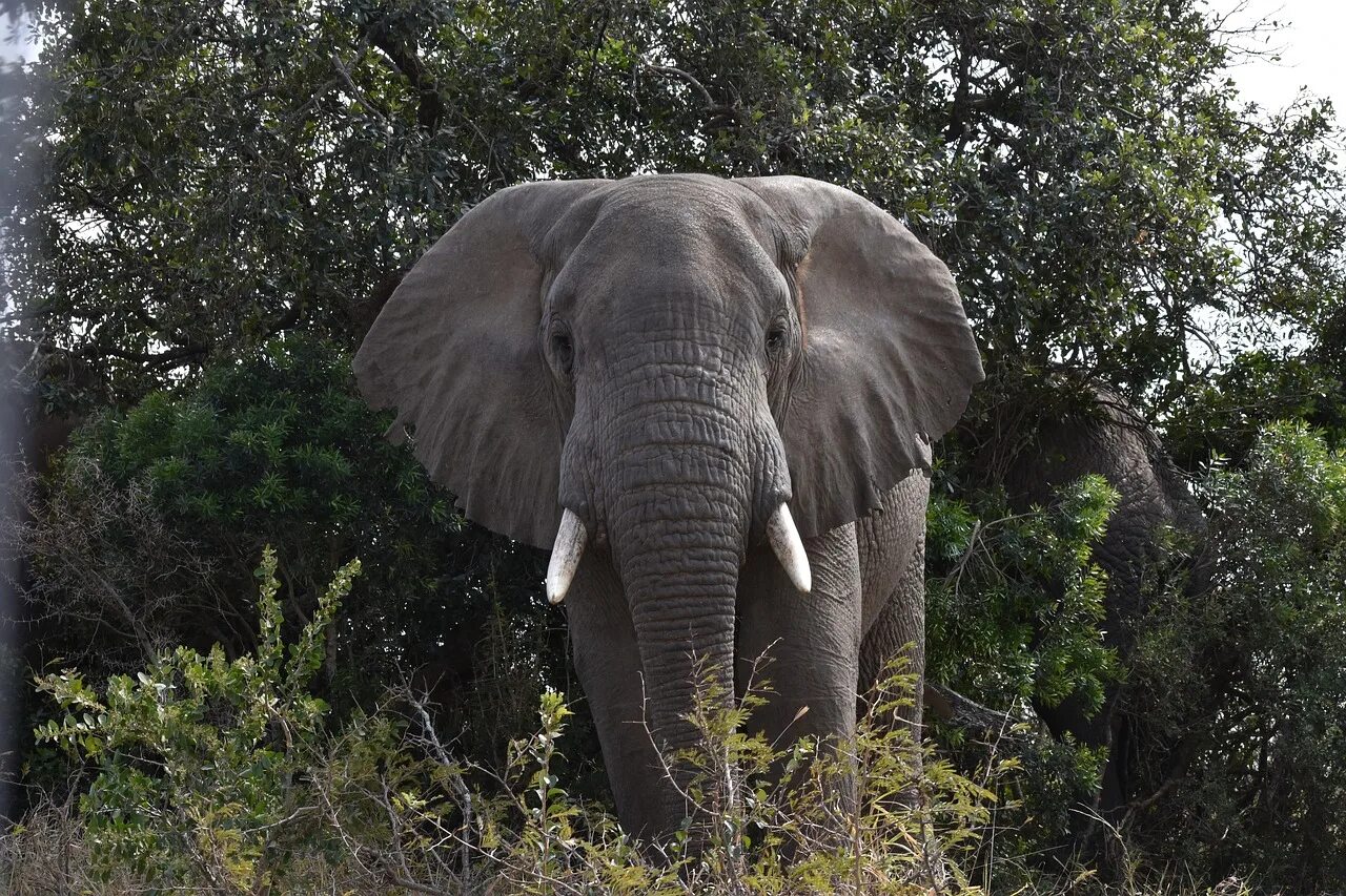 Серенький похож на слона. Травоядные животные Африки. Слон ЮАР. Слоны травоядные. Слон серый.