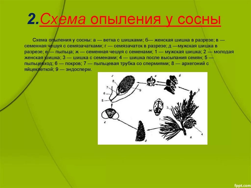 Опыление сосны. Схема опыления хвойных. Опыление сосны обыкновенной. Опыление сосны схема. Какая жизненная форма будет у шишки