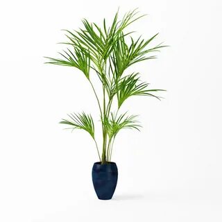 24 plants