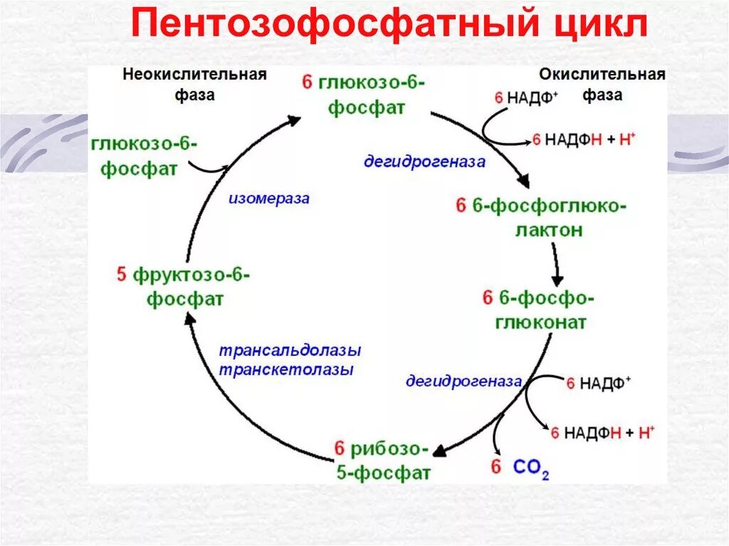 Схема пентозофосфатного цикла. Пентозофосфатный путь биохимия цикл. Пентозофосфатный путь биохимия реакции. Пентозофосфатный путь неокислительный этап схема.