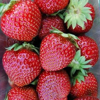 Поздняя клубника