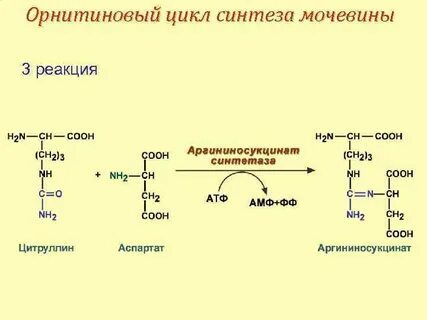 Орнитиновый цикл в печени