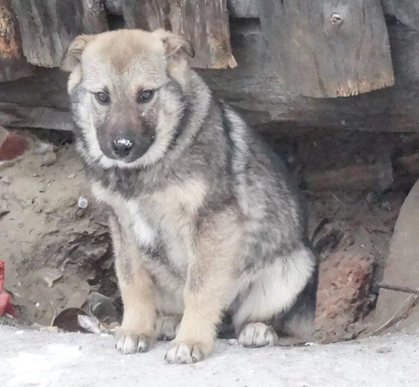 Куплю возьму собаку