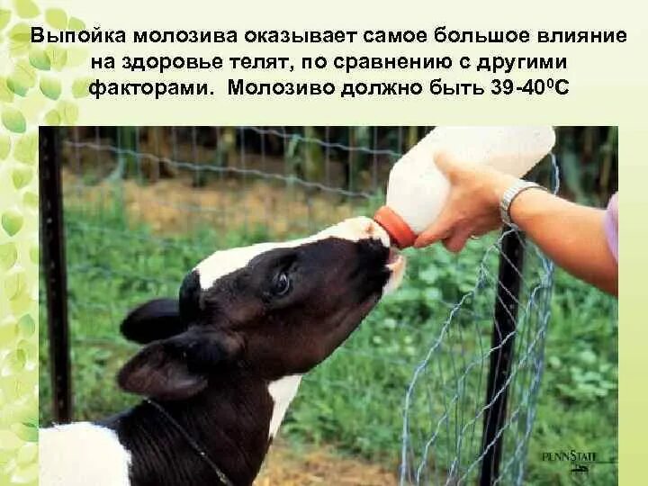 Выпойка молозива телятам. Выпойка телят молозивом. Выпойка молозива телятам. Выпойка телят молозивом. Новотельные коровы.