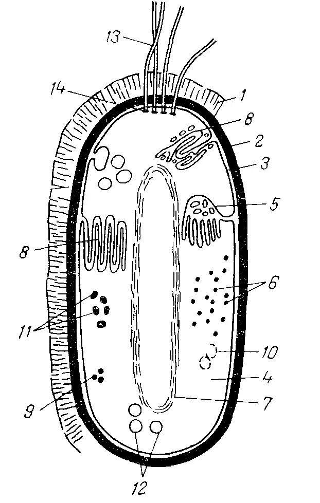 Строение клетки бактерии рисунок. Схема строения бактериальной клетки. Структура строения бактериальной клетки. Схематическое изображение строения бактериальной клетки. Строение бактериальной клетки рисунок.
