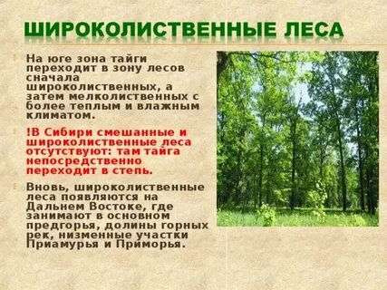 В каком направлении простираются смешанные леса