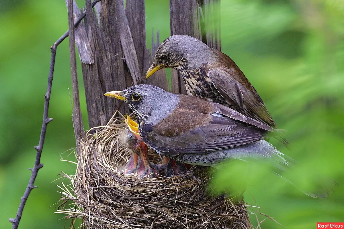 гнездо зарянки. певчий дрозд птенцы. гнезда лесных птиц. птенцы дрозда в гнезде. яйца дрозда рябинника.