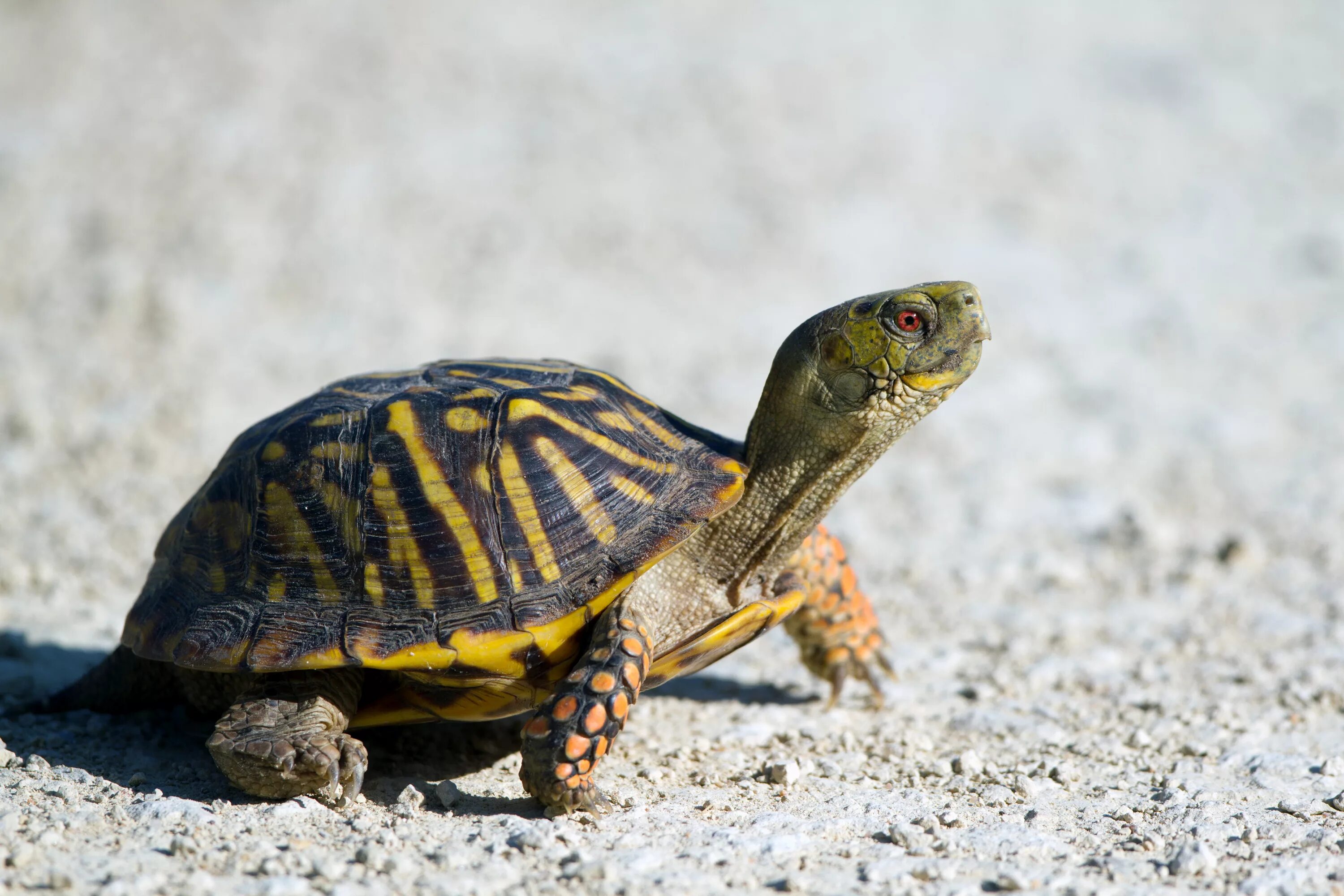 Turtle screen