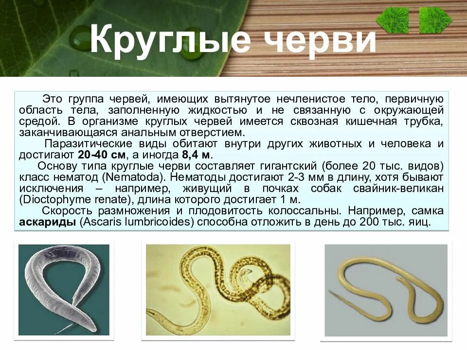 Сообщение о паразитических червях. Сообщение про паразитических круглых червей. круглые паразитические черви черви.