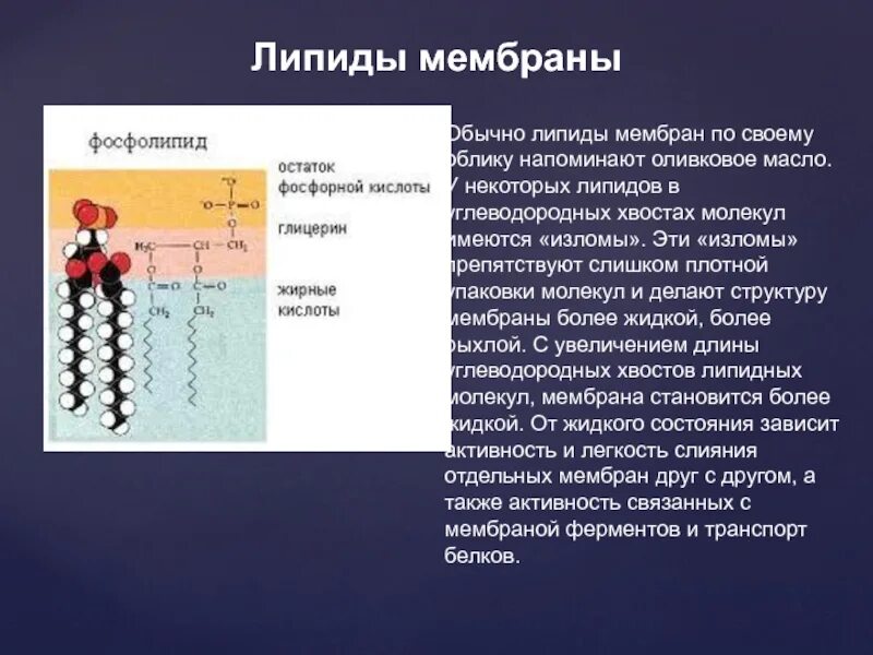 Синтез липидов мембраны. Фосфолипиды клеточной мембраны. Липиды мембран. Липиды клеточных мембран. Фосфолипиды в мембране.