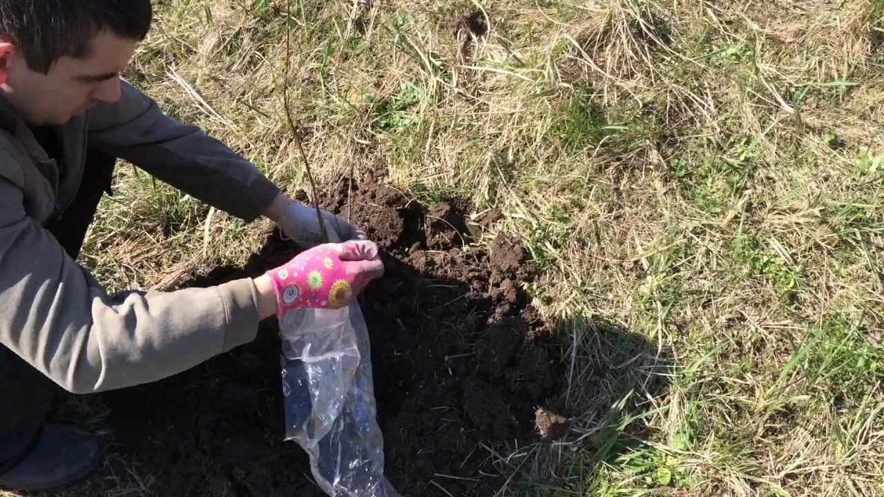 Покажи видео как посадить. Посадочная яма для жимолости. Мульчирование жимолости съедобной. Жимолость посадка. Мульчирование жимолости.