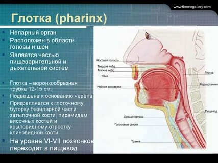 Глотка к какой системе органов относится