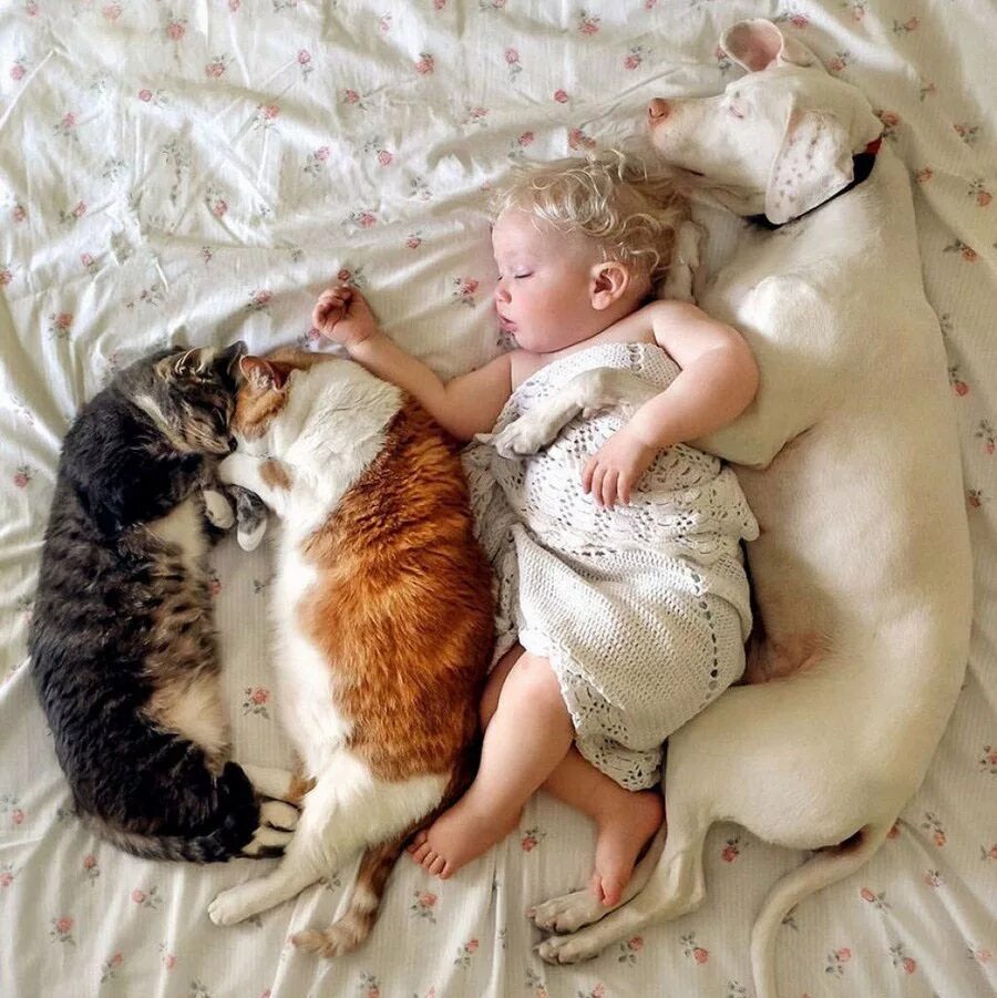 Кот не любит детей. Дети с животными. Кошка для детей. Для детей. Животные. Забавные дети и животные.