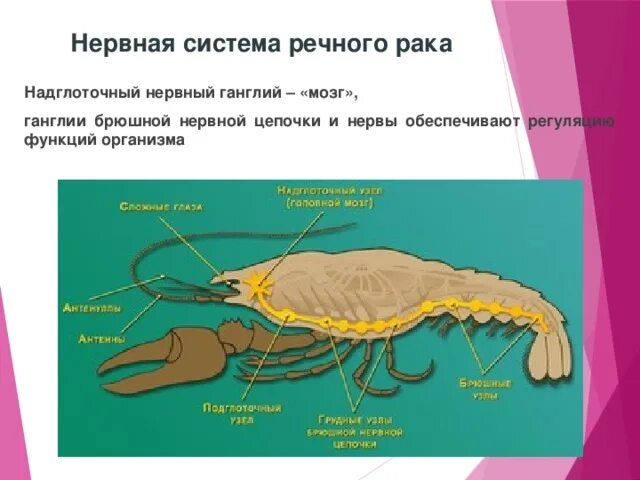 Каким органом дышит речной рак. Класс ракообразные нервная система. Нервная система ракообразных 7 класс. Строение нервной системы ракообразных. Брюшная нервная цепочка у членистоногих.