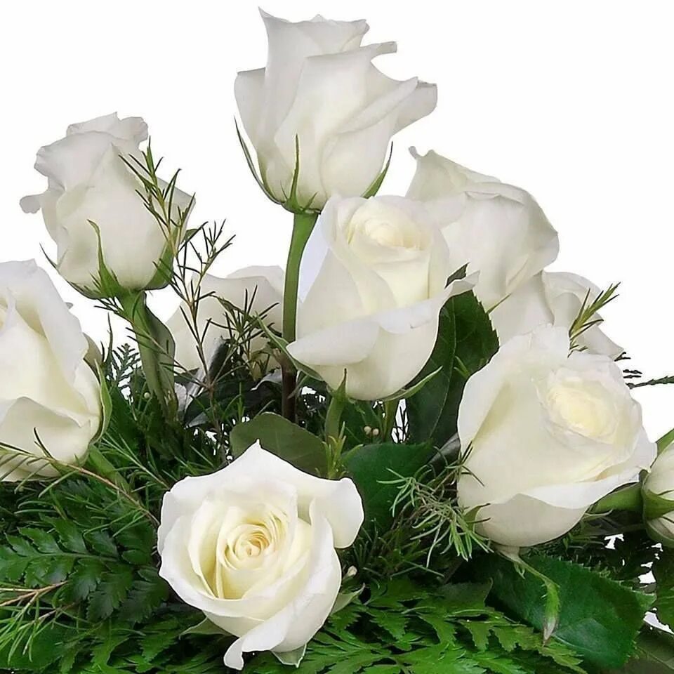 Открытка с днем рождения белые розы женщине. Шикарные белые розы. Красивый букет роз. Красивый белый букет. Открытки с цветами красивые.
