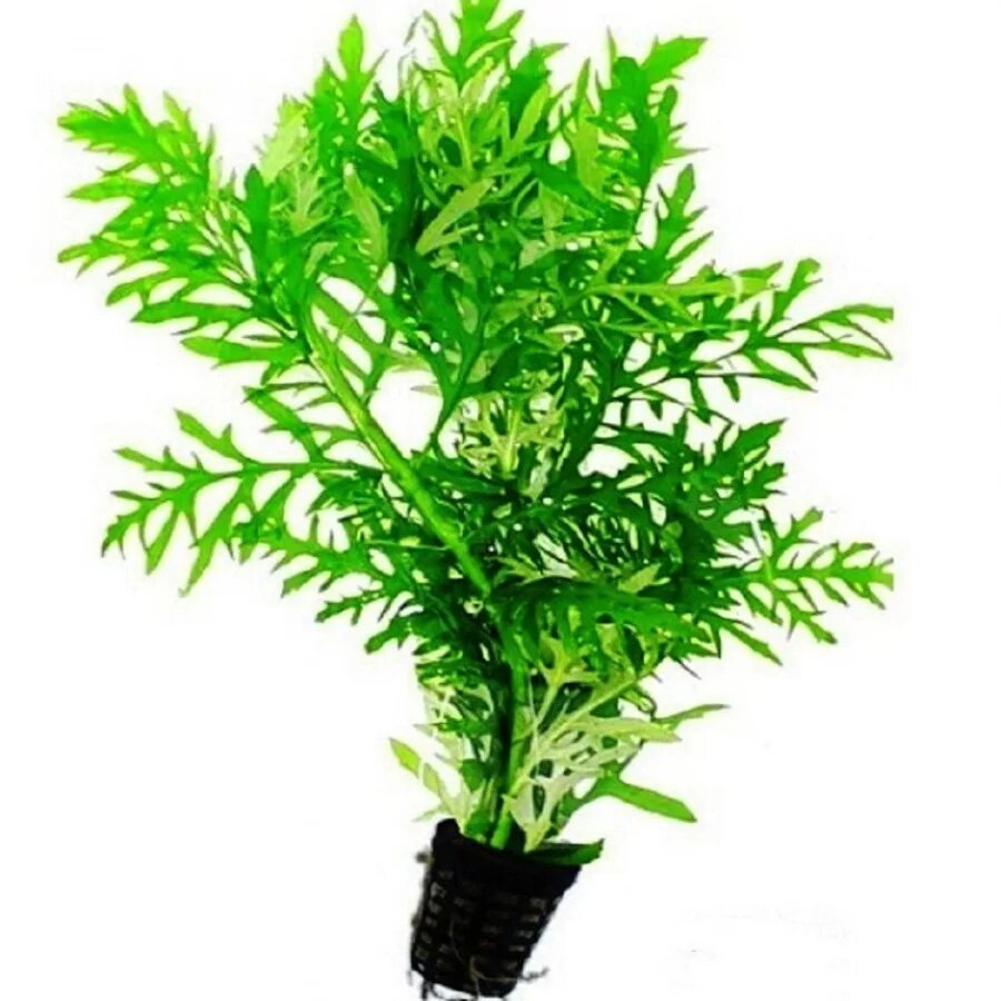 аквариумная синема. гигрофила деморфная. гигрофила изменчивая. аквариумная синема. гигрофила вайс грюн.