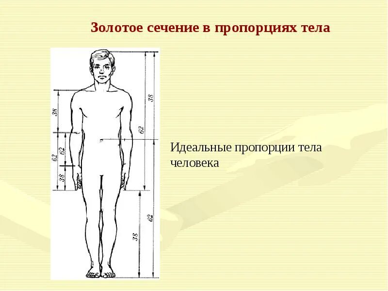 Золотое сечение тела. Золотое сечение в теле человека. Золотое сечение тела. Альбрехт дюрер золотое сечение. Золотое сечение человека пропорции тела человека.