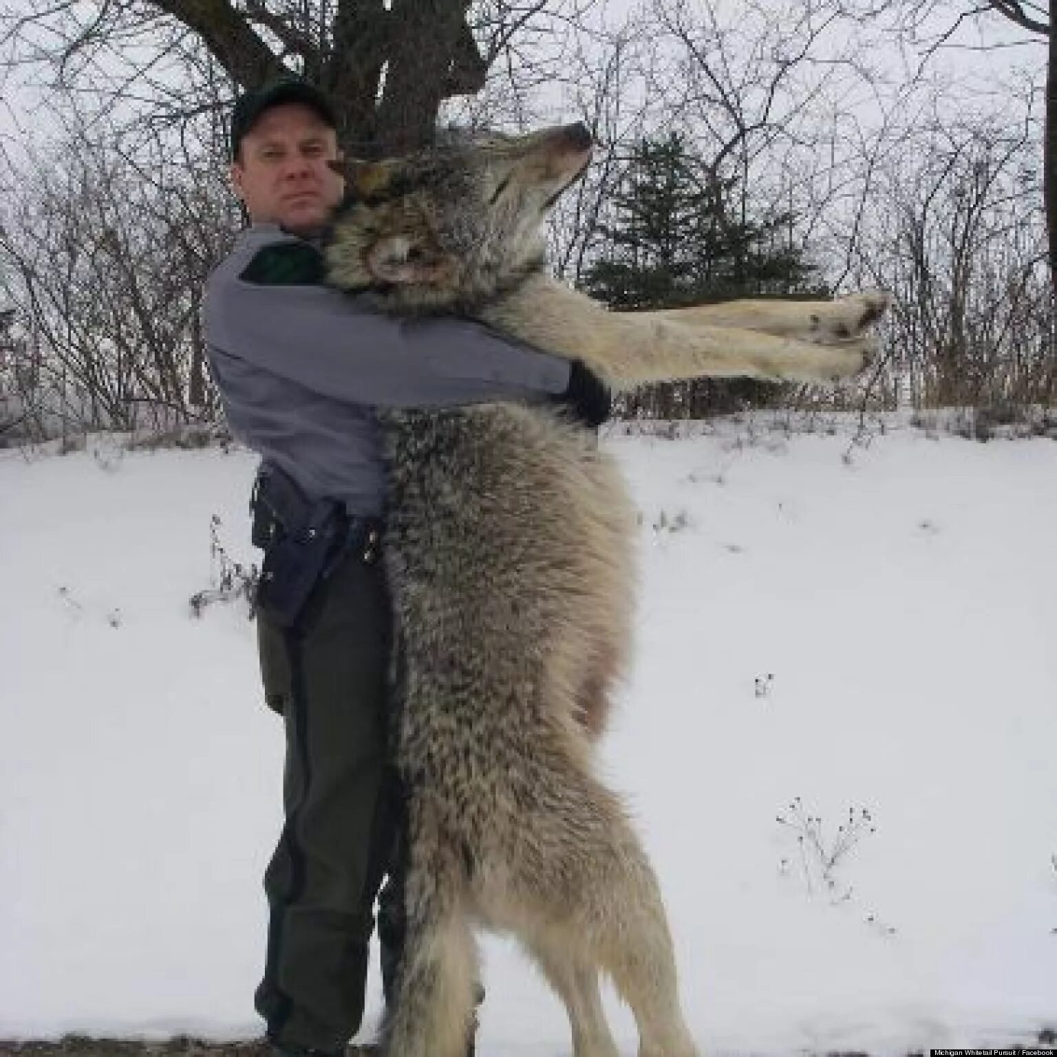 Волк размеры. Рост в холке вес у волков. Волк больше. Полярный волк рост в холке. Ужасный волк canis dirus размер.