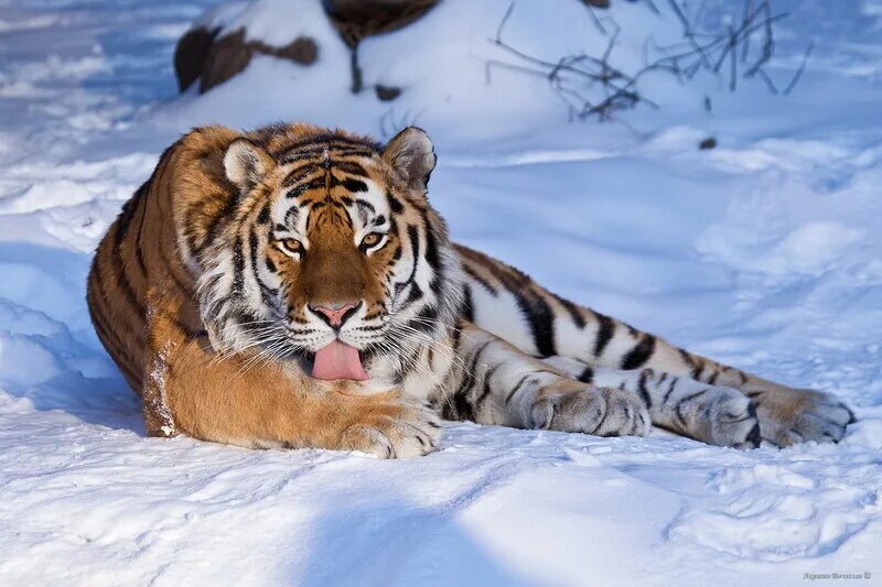 Тигры живущие в россии. Амурский тигр обитает. Амурский тигр живет. Уссурийский тигр. Амурский тигр проживание.