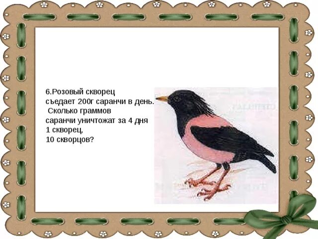 Скворец количество звуков. Розовый скворец и Саранча. Розовый скворец сообщение. Розовый скворец красная книга. Скворец сколько граммов.