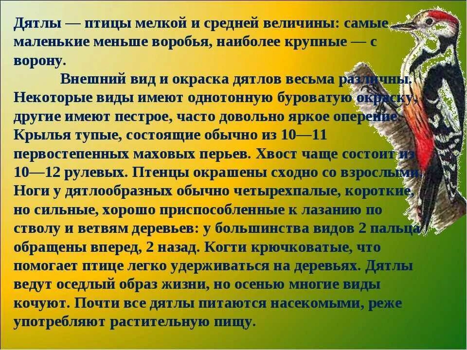 Краткий рассказ о птице. Доклад про дятла. Доклад про дятла 3 класс. Дятел краткая информация. Дятел описание.